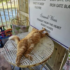 Red the cat lying on a table