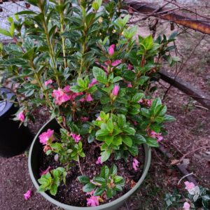 Potted azalea with pink blossoms outdoors.