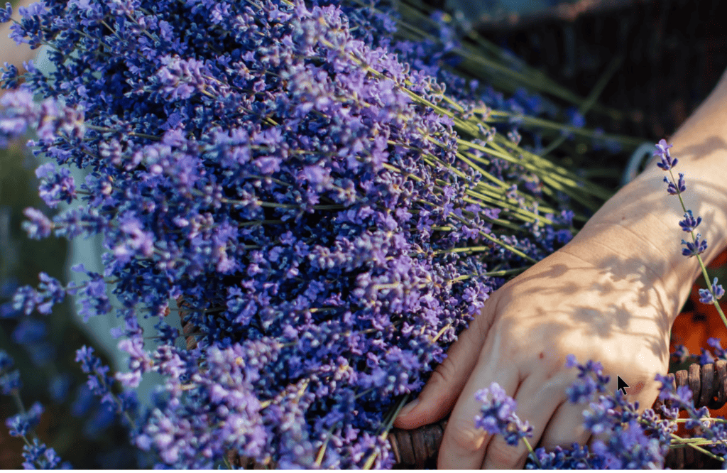 Hands holding fresh lavender bouquet.