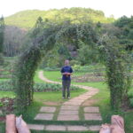 Person under vine archway in lush garden.
